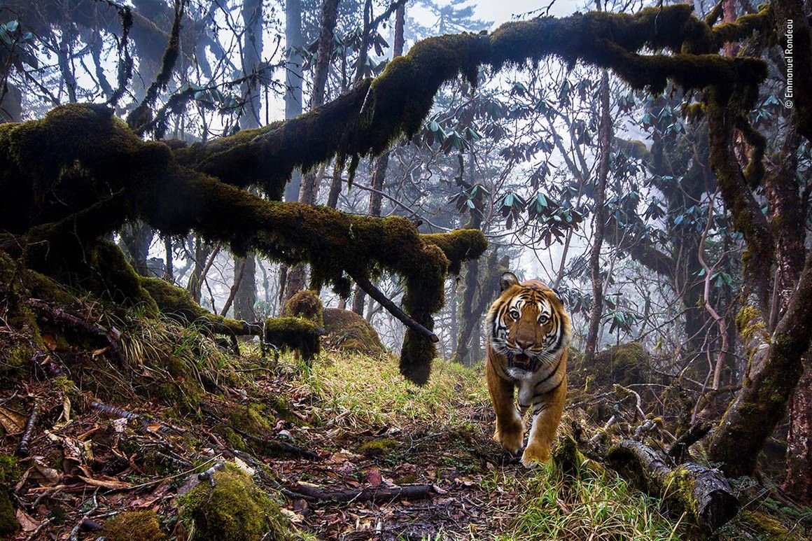Wildlife Photographer of the Year 2018 - zobacz najlepsze zdjęcia z konkursu 4