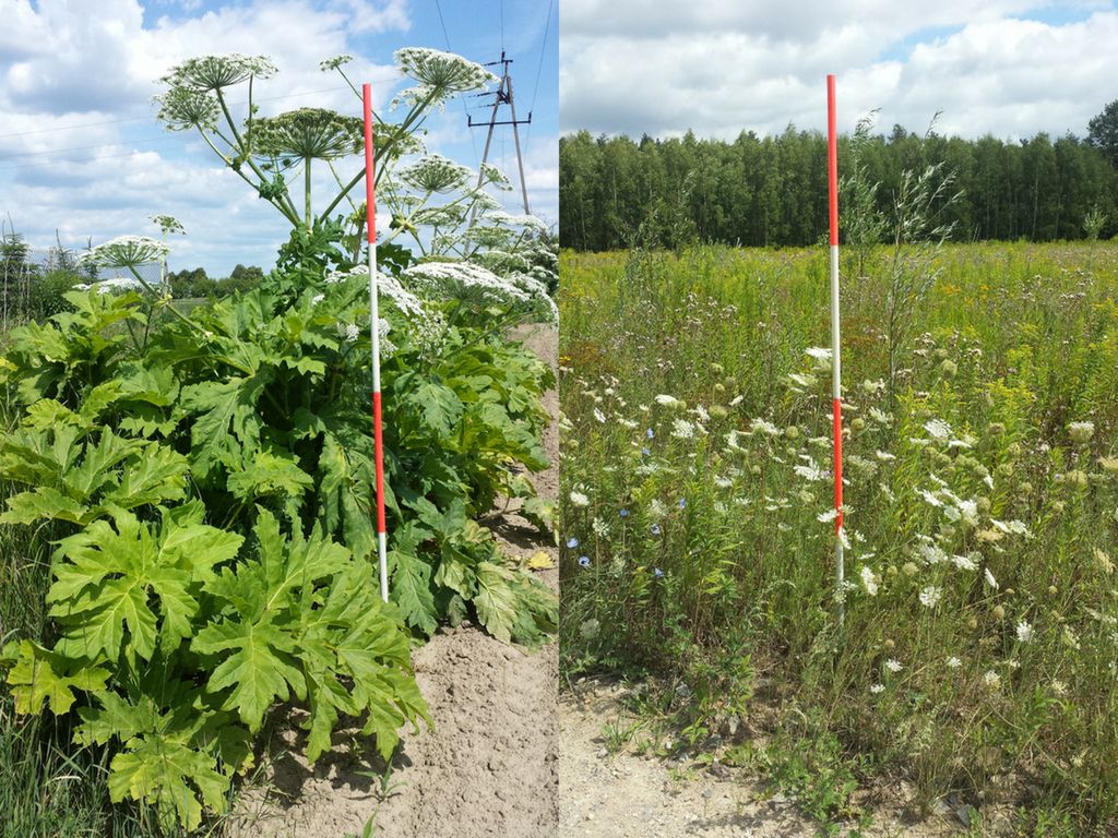 Barszcz Sosnowskiego i marchew zwyczajna [barszcz.edu.pl](http://barszcz.edu.pl/)