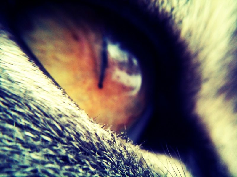 Zobacz świat tak, jak widzi twój pupil. Spójrz okiem kota, psa i... ptaka