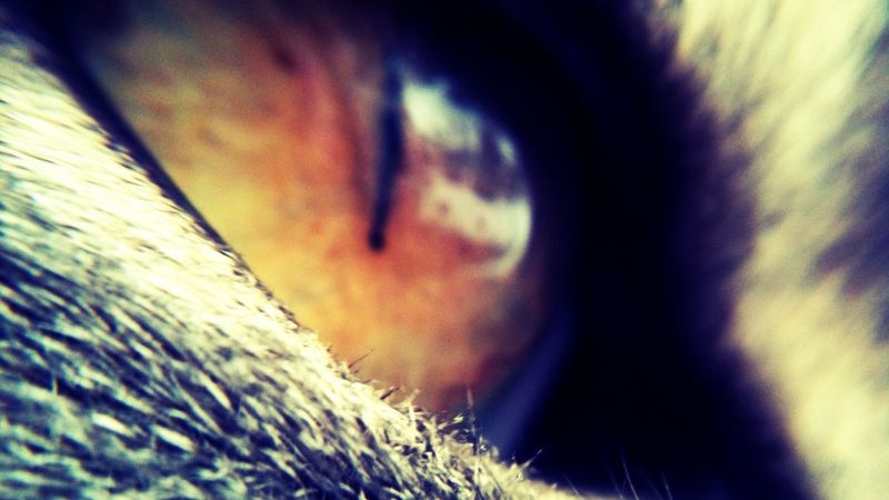 Zobacz świat tak, jak widzi twój pupil. Spójrz okiem kota, psa i... ptaka 1