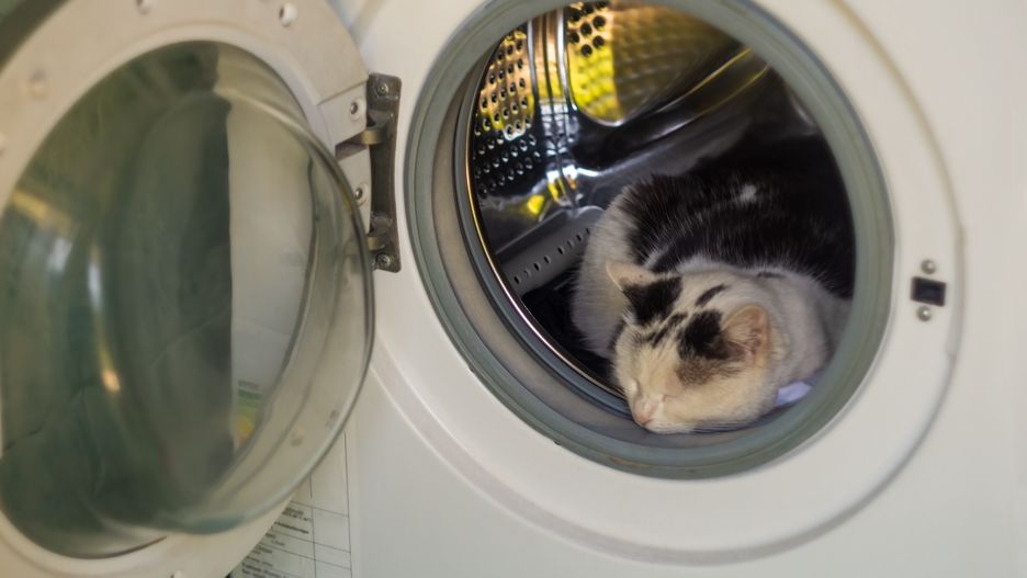 Dlaczego kot śpi w pralce?