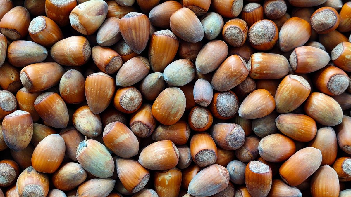 Zaczyna się sezon na chrupanie świeżych orzechów. 