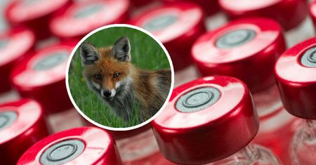 Zagrożenie wciąż realne. "Gdy rozwinie się zapalenie mózgu, nie ma ratunku"