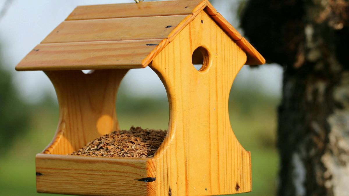 Dokarmianie ptaków ma sens jeśli robimy to z rozsądkiem