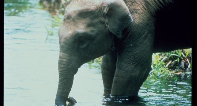 „Słoniowa góra” w Nat Geo Wild