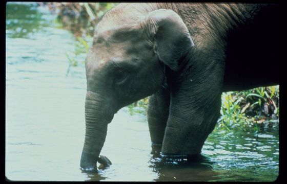 „Słoniowa góra” w Nat Geo Wild