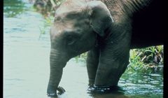 „Słoniowa góra” w Nat Geo Wild