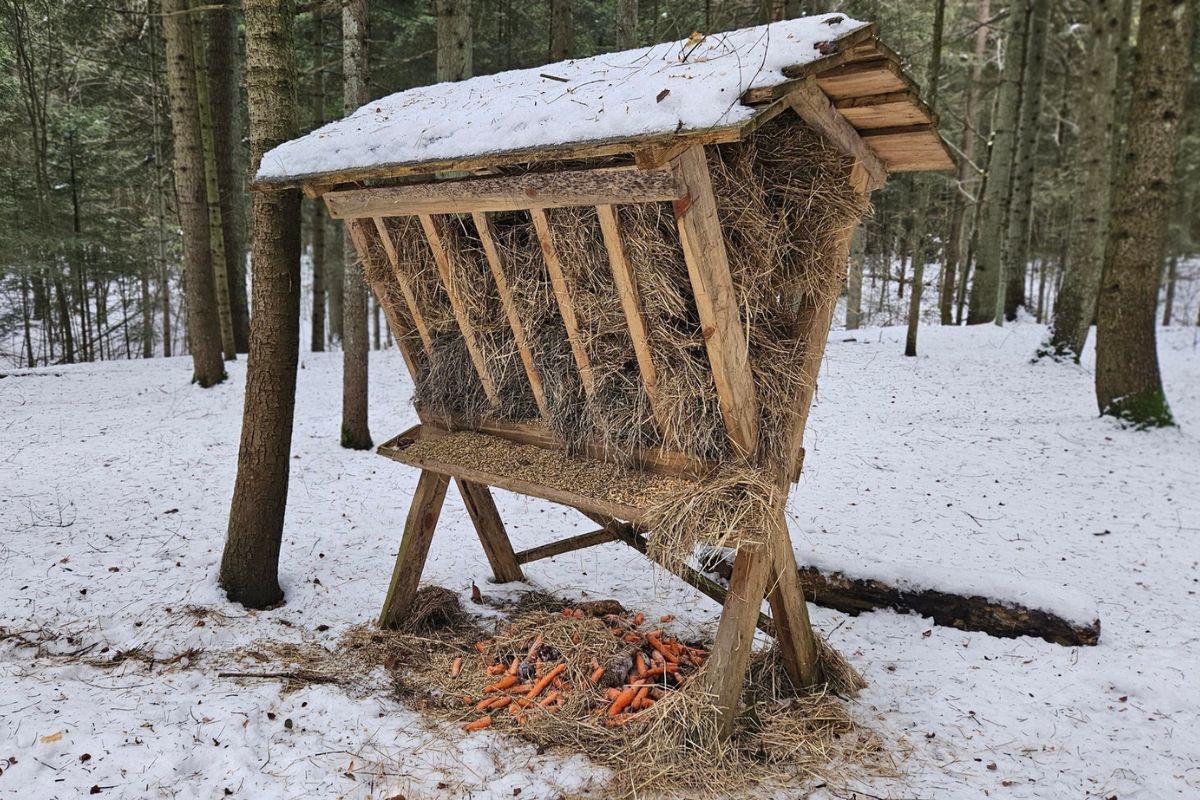 Oto, co wyłożyli pod paśnikiem. Leśnicy od razu uwiecznili