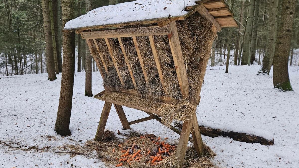 Zimowy catering w lesie