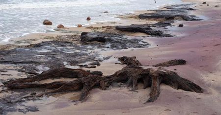 "Zatopiony las" na plaży. Sztorm odsłonił go w Łazach nad Bałtykiem