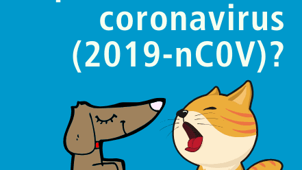 koronawirus i koty