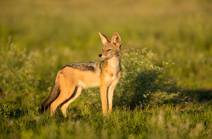 Over 300 jackals in the Danube Delta will be "extracted" 