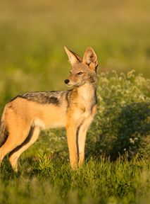 Over 300 jackals in the Danube Delta will be "extracted" by next year to limit the damage caused to humans