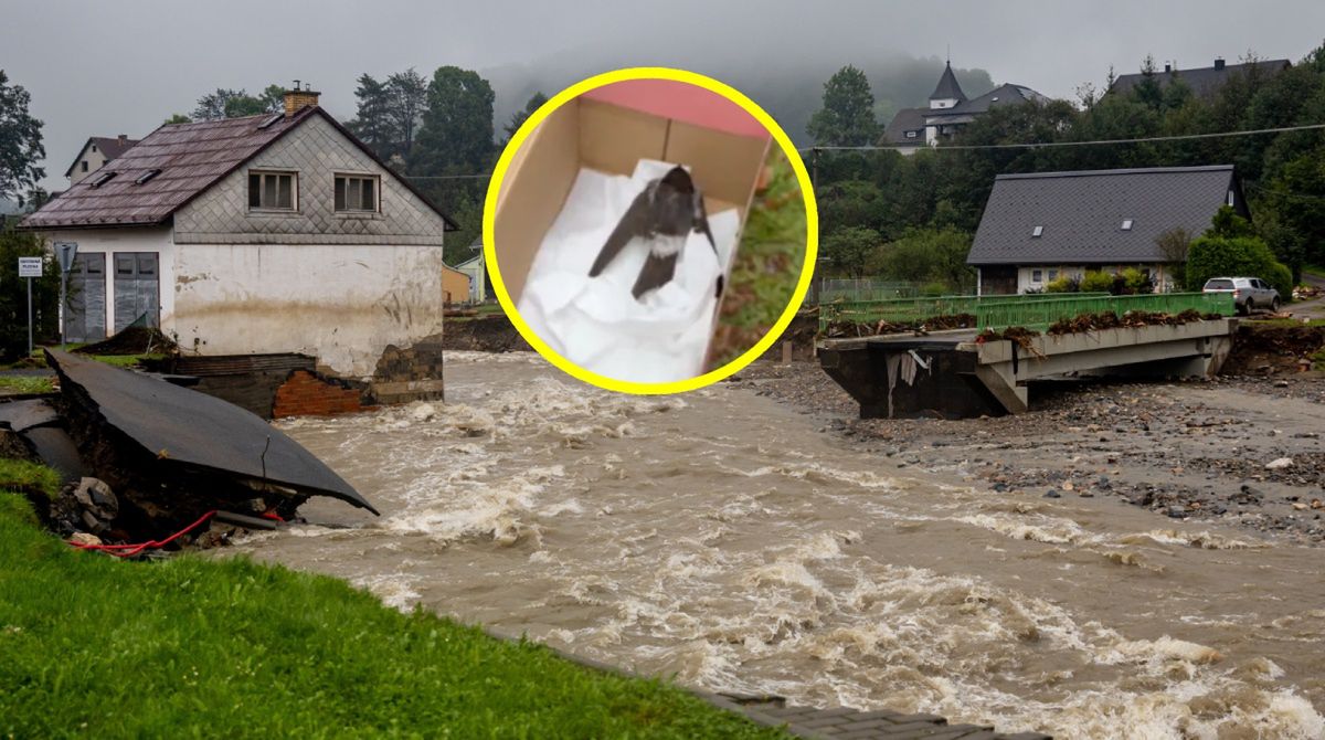 "Masowo umierają". Przykre zjawisko. Towarzyszy powodziom