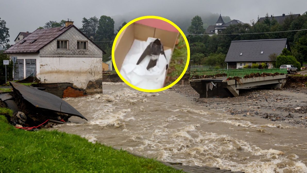 Powodzie dają się we znaki nie tylko ludziom. Problem mają ptaki