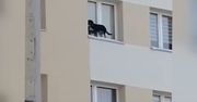 Zamknął psa na parapecie na 9. piętrze bloku. Usłyszał surowy wyrok