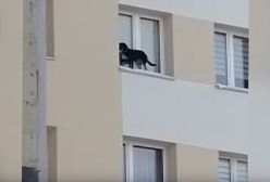 Zamknął psa na parapecie na 9. piętrze bloku. Usłyszał surowy wyrok
