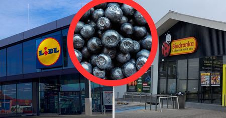 Toksyczne borówki trafiły do polskich sklepów? Lidl i Biedronka zabrały głos