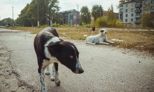 Katastrofa odcisnęła piętno. Psy z Czarnobyla mają zmienione DNA