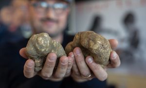 110 tys. euro za truflę. Rekord na aukcji w Piemoncie