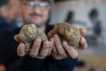 110 tys. euro za truflę. Rekord na aukcji w Piemoncie