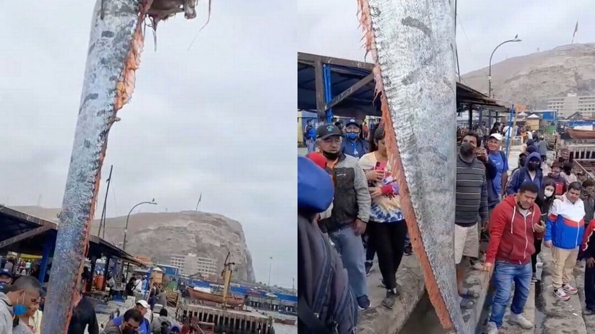 Chilijscy rybacy wyłowili na brzeg gigantyczne stworzenie