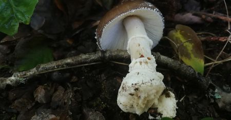Ten grzyb zabija. Nowa moda może doprowadzić do śmierci