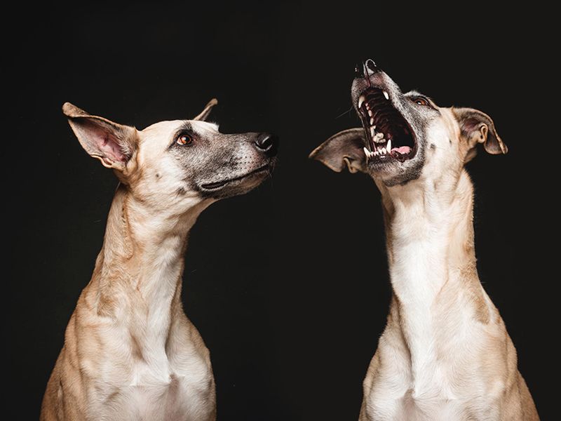 Pełne ekspresji portrety psów Elke Vogelsang 3