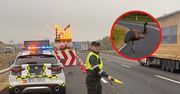 Myśleli, że to struś. Na autostradę wbiegł wielki ptak