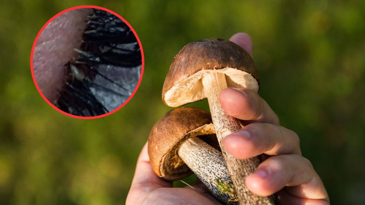 Stylistka rzęs u swojej klientki znalazła kleszcza. Okazało się, że dzień wcześniej była w lesie