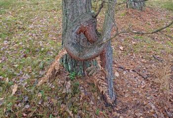 "Pokręcona sosna". Niezwykłe zdjęcie z lasu
