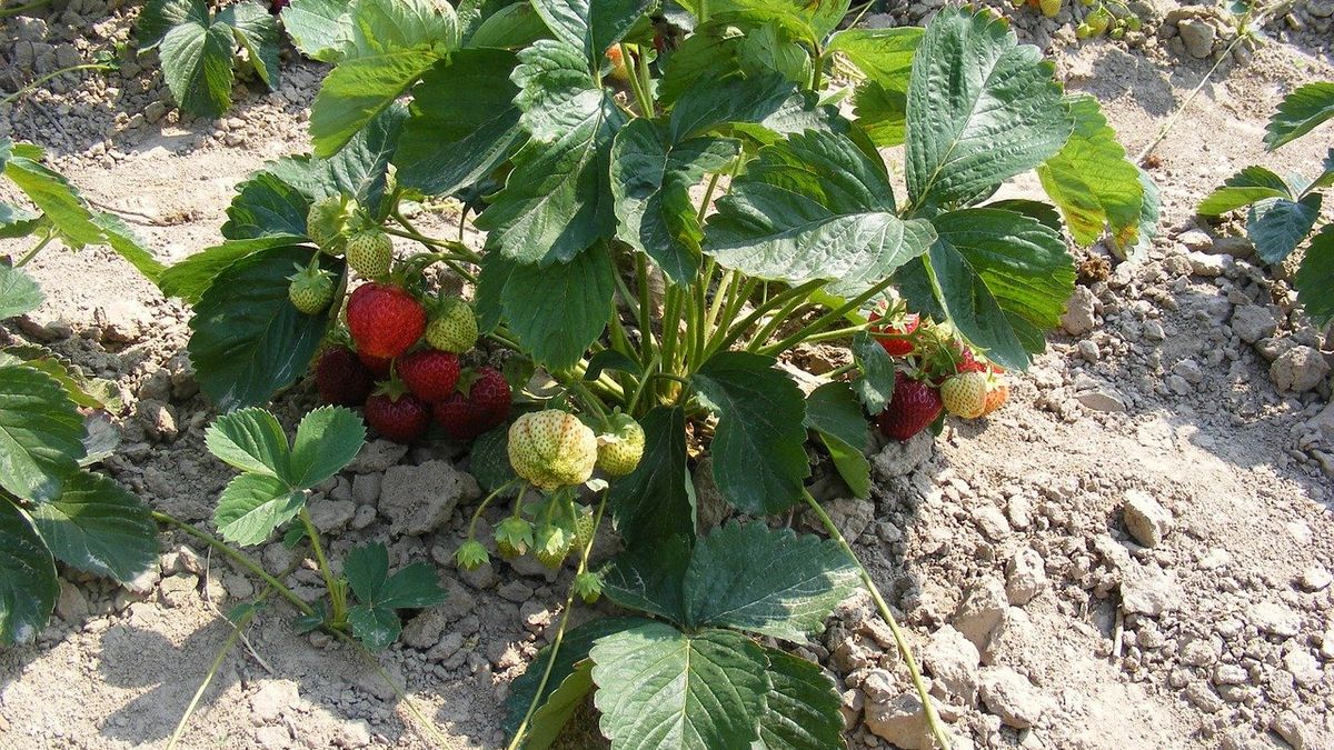 Zdradził patent na tańsze truskawki. Gospodarz wpuszcza obcych na pole