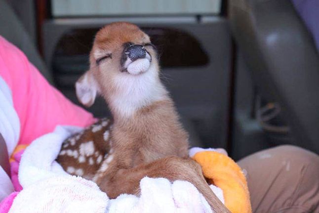 Bambi?