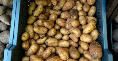 Granat w fabryce frytek. Nie wiadomo, jak do tego doszło