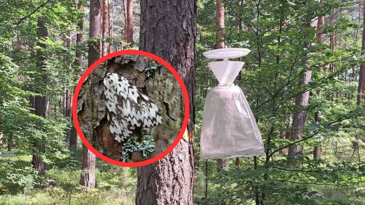 Brudnica mniszka pojawiła się w lesie. Leśnicy ostrzegają