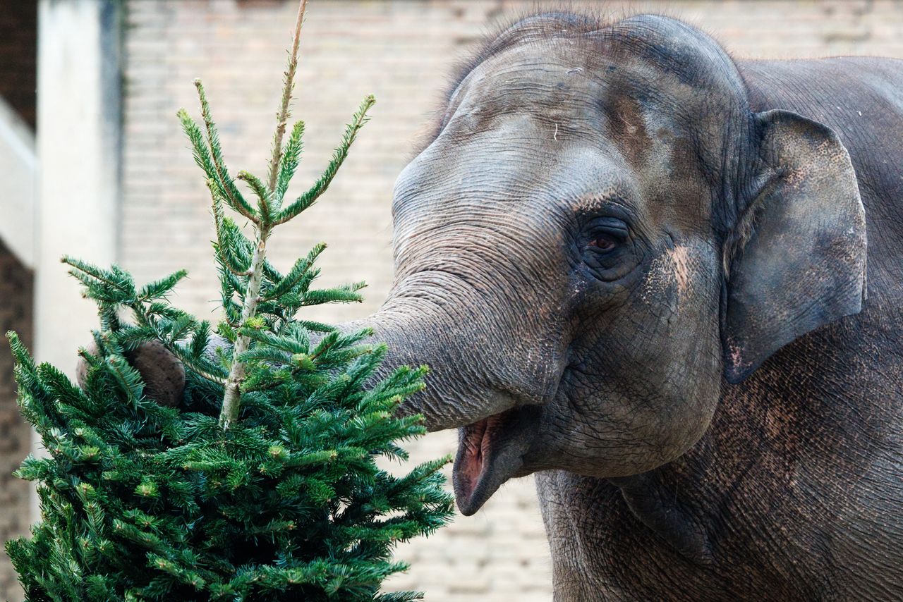 Ein Elefant im Zoo (Beispielfoto)