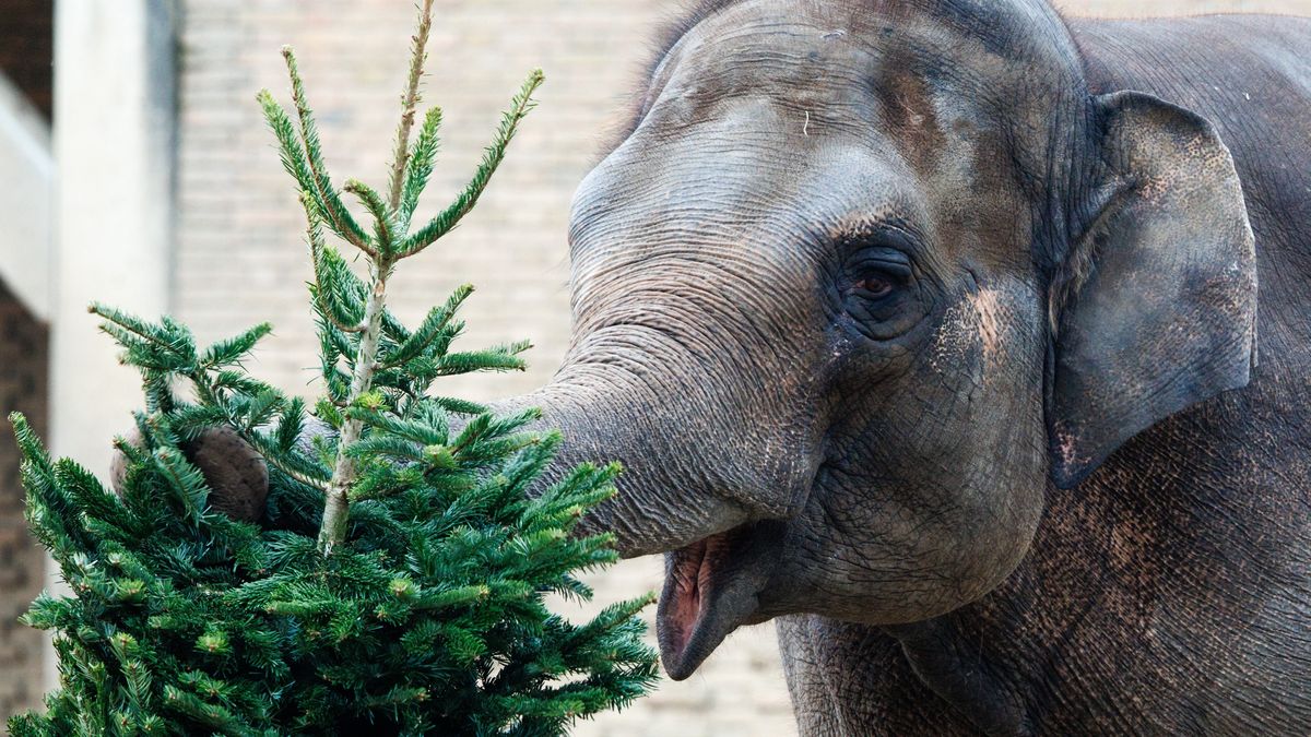 Słoń w ogrodzie zoologicznym (zdjęcie ilustracyjne)