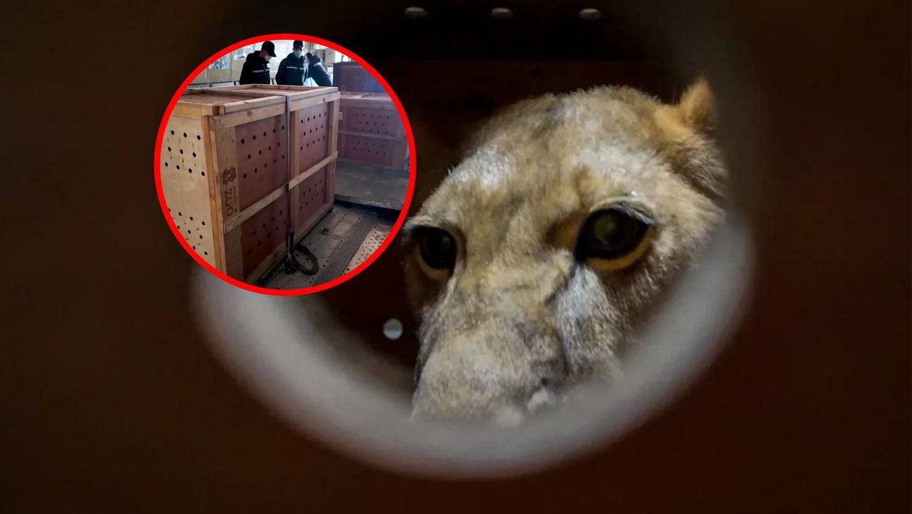 Putin's wildlife diplomacy: Over 70 animals gifted to North Korea