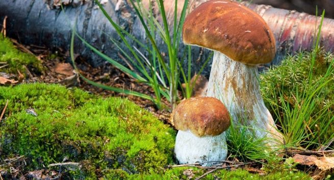 Grzyby nie muszą tworzyć owocników każdego roku równie intensywnie