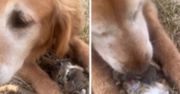 Prawdziwy psi bohater! Nikt nie spodziewał się tego, co zrobi