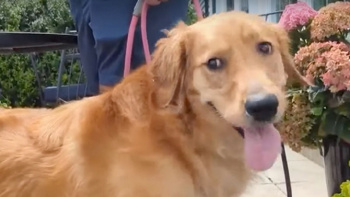 Pies zjadł paszport pana młodego.