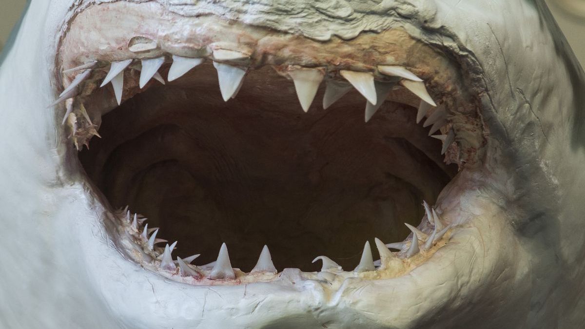 Zęby Rekina - zdjęcie ilustracyjne