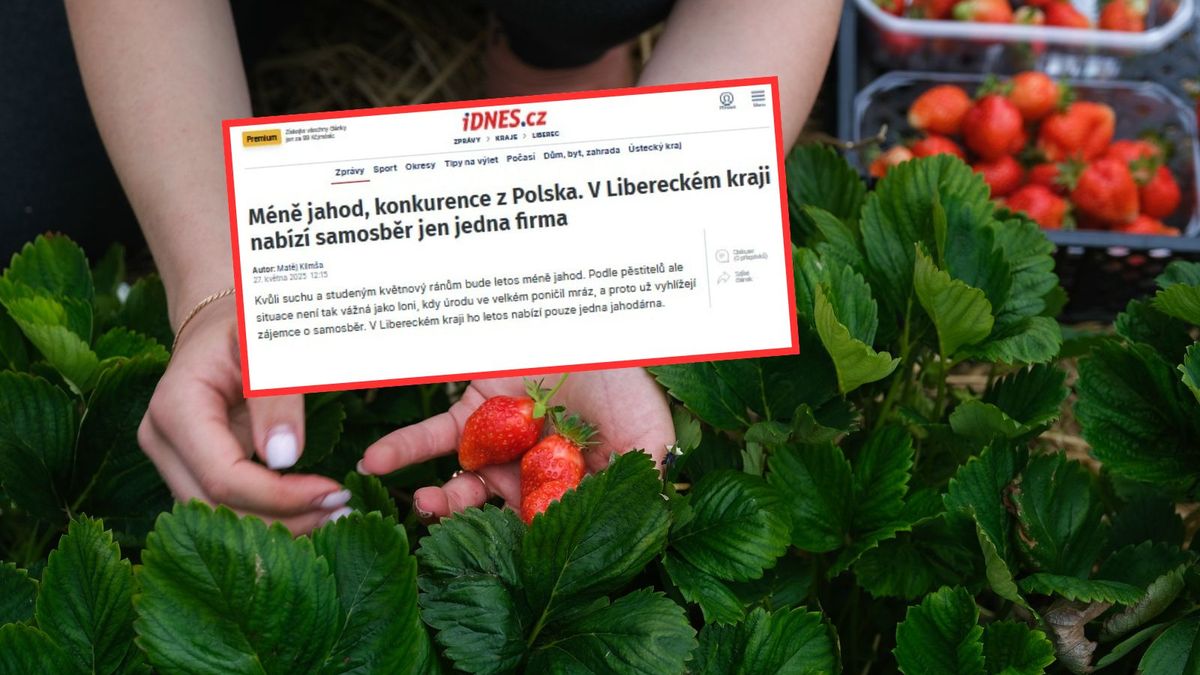 Czeski kupują polskie truskawki