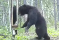 Niedźwiedź kontra lustro. Nagranie hitem internetu