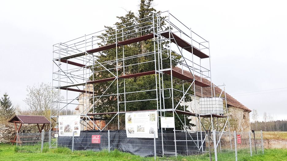 Udało się! Po wielu miesiącach pracy dendrologów, ponadtysiącletni cis wypuścił liście