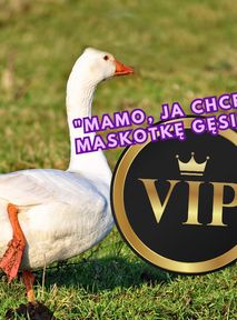 Pluszowa gęś Pipka hitem lata. O co chodzi? Skąd się wzięła?