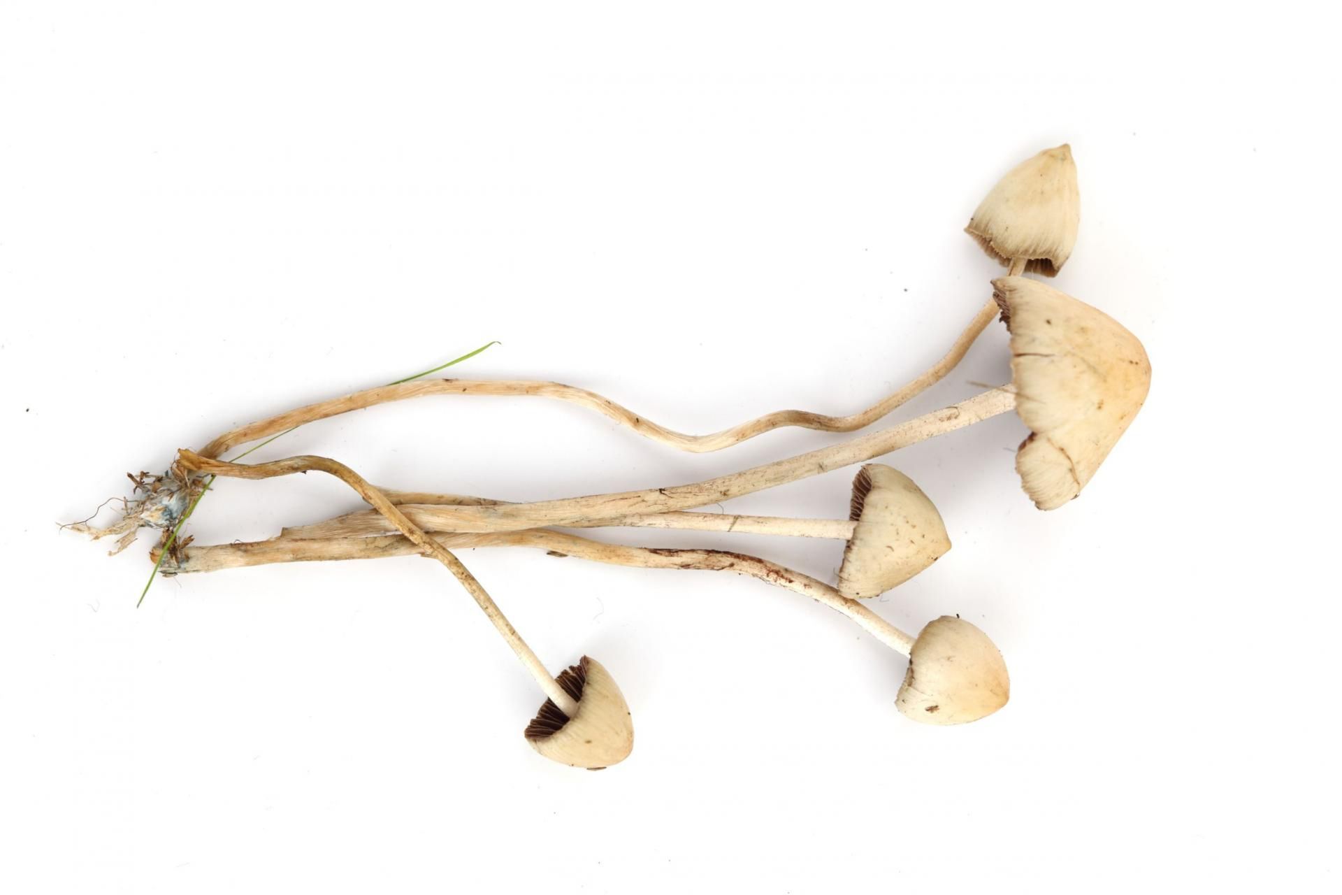 Grzyby halucynogenne najczęściej spotykane w Polsce to odmiana o nazwie łysiczka lancetowata