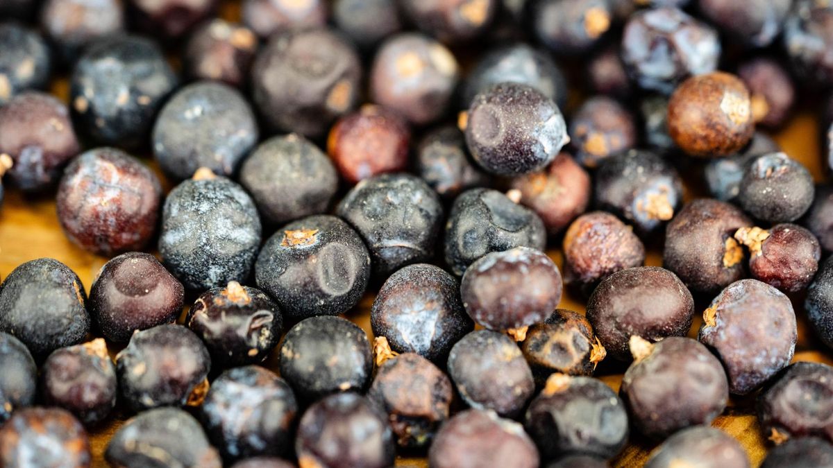 Jakie właściwości ma jałowiec?