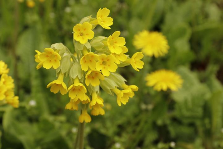Pierwiosnek lekarski (Primula veris) to  roślina lecznicza, którą zbiera się w kwietniu i maju.