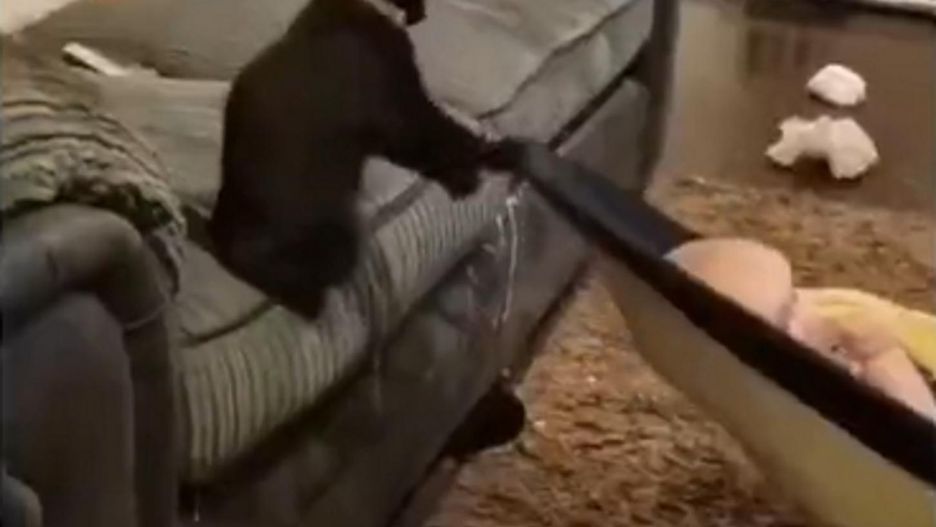 Przyłapali kota na nietypowym zachowaniu. Internauci pękają ze śmiechu